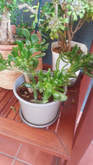 Crassula ovata 'Gollum' Planta Suculenta