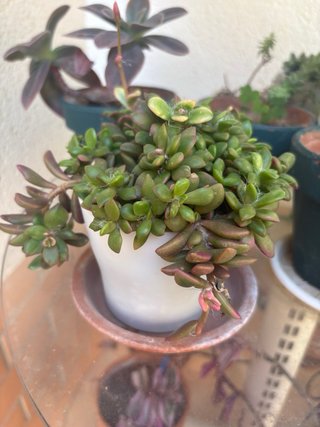 Plantas de exterior variadas