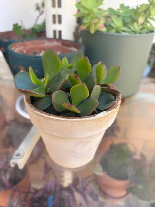 Plantas de exterior variadas