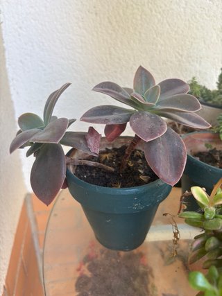 Plantas de exterior variadas