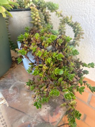 Plantas de exterior variadas