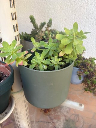 Plantas de exterior variadas