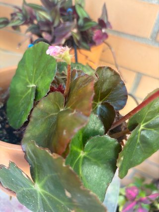 Plantas de exterior variadas