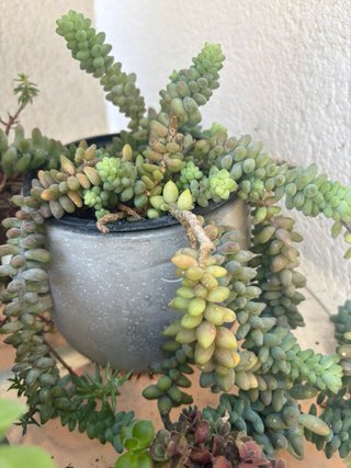 Plantas de exterior variadas