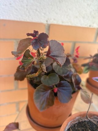 Plantas de exterior variadas