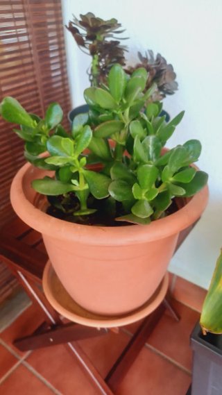 Arbol de Jade en maceta
