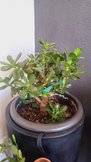 Árbol de Jade Bonsai