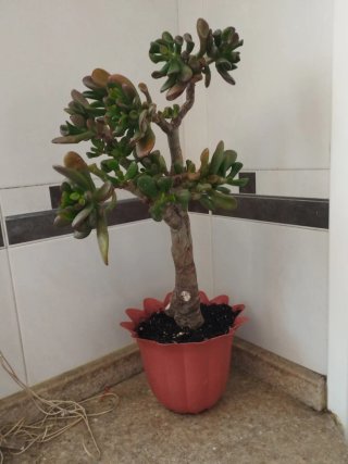 Planta árbol de Jade Gollum. Oreja de shrech