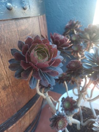 Aeonium arboreum ‘Zwartkop’ Suculenta