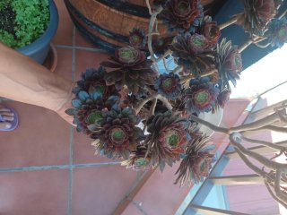 Aeonium arboreum ‘Zwartkop’ Suculenta