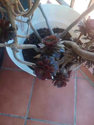 Aeonium arboreum ‘Zwartkop’ Suculenta