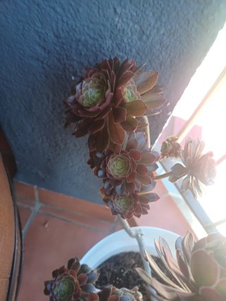 Aeonium arboreum ‘Zwartkop’ Suculenta