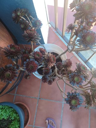 Aeonium arboreum ‘Zwartkop’ Suculenta