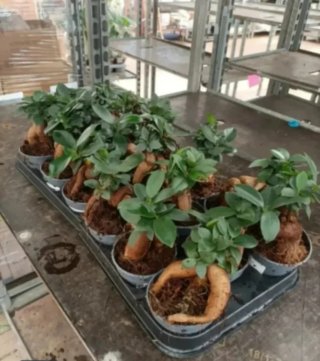 Bonsai Ficus Ginseng 20cm
