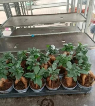 Bonsai Ficus Ginseng 20cm