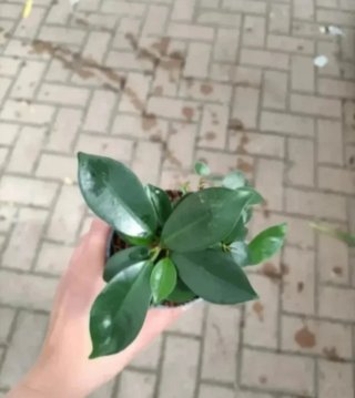 Bonsai Ficus Ginseng 20cm