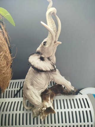 Figuras de madera de ciervos