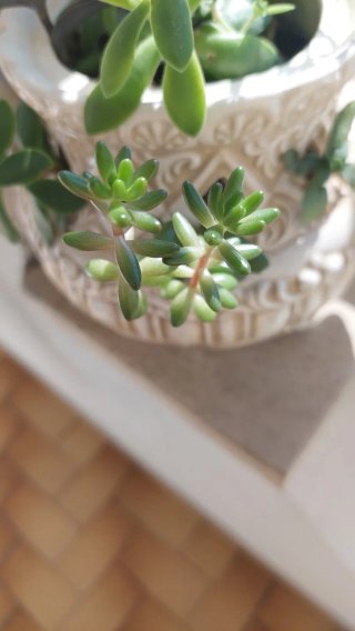 Pianta Sedum Chicchi di Gelatina
