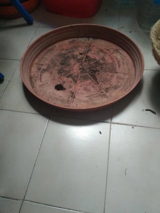 Maceta grande de plástico con plato