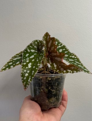 Begonia Maculata Spotlight Planta