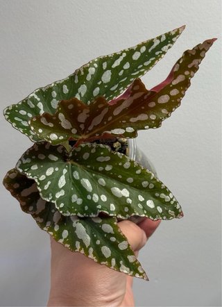 Begonia Maculata Spotlight Planta