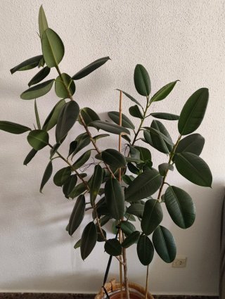 Ficus elástica grande