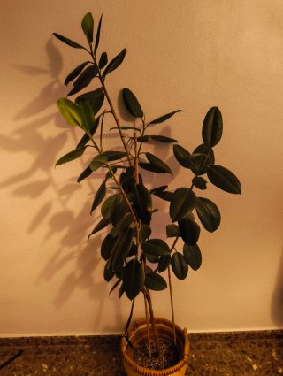 Ficus elástica grande