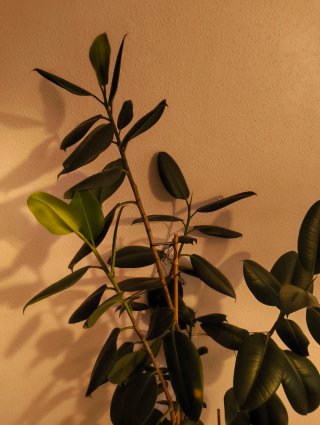 Ficus elástica grande