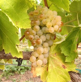 Planta Tempranillo Blanco