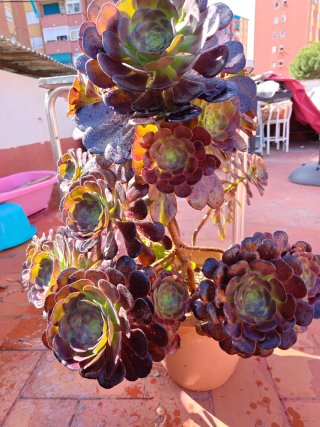 Planta Aeonium