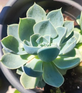 HOY 5€!LOTE SUCULENTAS+ÁRBOL DE JADE(13-20cm)