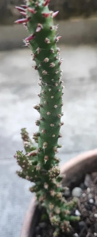 HOY 5€!LOTE SUCULENTAS+ÁRBOL DE JADE(13-20cm)