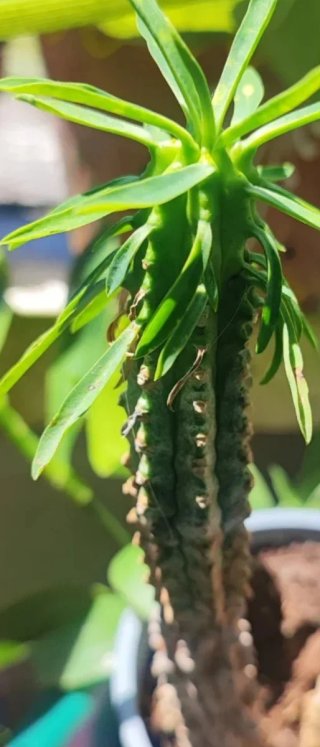 HOY 5€!LOTE SUCULENTAS+ÁRBOL DE JADE(13-20cm)