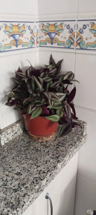 Tradescantia zebrina en maceta