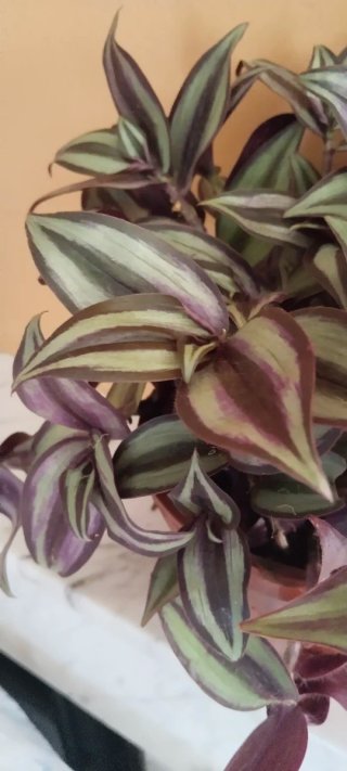 Tradescantia zebrina en maceta
