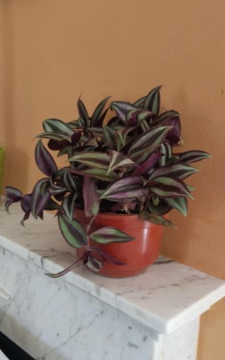 Tradescantia zebrina en maceta