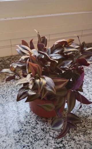 Tradescantia zebrina en maceta