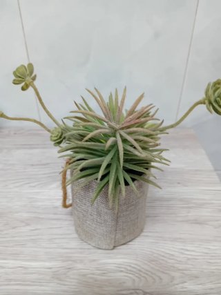 Macetita decorativa plantas suculentas