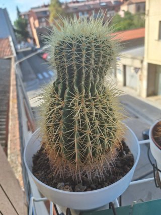 Cactus grande en maceta