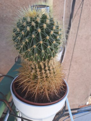 Cactus grande en maceta
