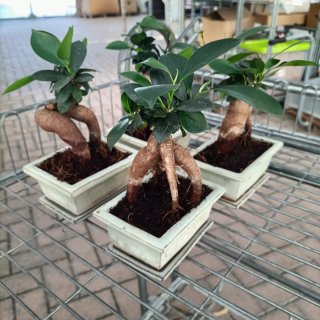 Ficus Ginseng Mini Bonsai 20cm
