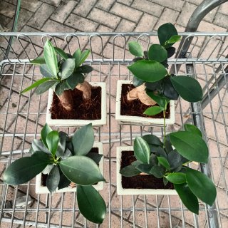 Ficus Ginseng Mini Bonsai 20cm