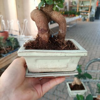 Ficus Ginseng Mini Bonsai 20cm