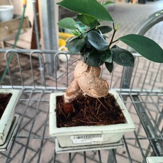 Ficus Ginseng Mini Bonsai 20cm