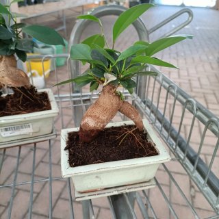 Ficus Ginseng Mini Bonsai 20cm