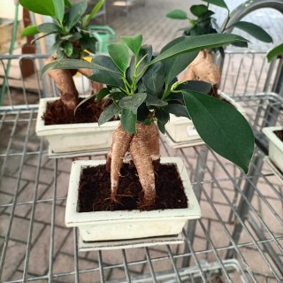 Ficus Ginseng Mini Bonsai 20cm