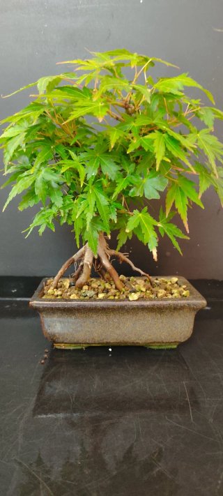 Bonsái Arce Japonés