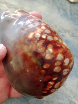 Caracola Cauri Marrón y amarillenta