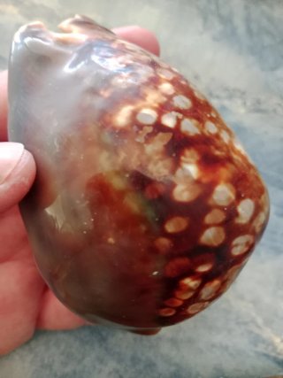 Caracola Cauri Marrón y amarillenta