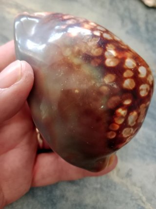 Caracola Cauri Marrón y amarillenta